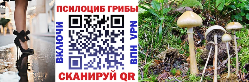 Галлюциногенные грибы Psilocybe  ОМГ ОМГ сайт  Борзя 